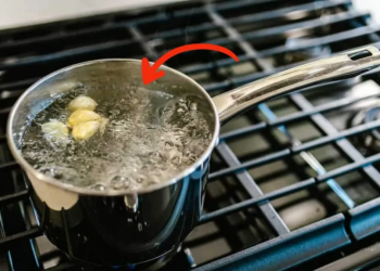 Cuál es el mejor método natural para ahuyentar  a las hormigas de tu casa