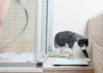 Por qué los gatos te acompañan al baño