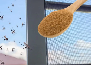 El insecticida más potente contra los mosquitos está en la cocina: los haces desaparecer  prácticamente gratis