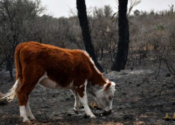 Desde San Rafael buscan ayudar a los animales afectados por los incendios forestales en Córdoba