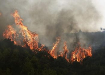 En 6 meses el presupuesto ambiental de Nación se redujo un 40%: bosques y combate del fuego, las áreas más afectadas