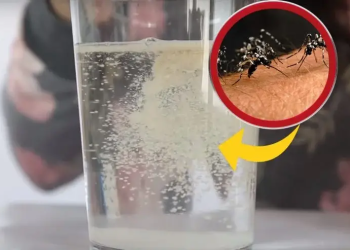 Cuál es la mejor trampa casera contra moscas y mosquitos