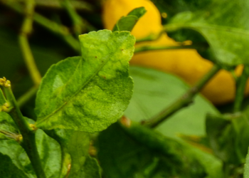 Remedio natural: Cuál es la la planta que te ayuda a dormir bien y bajar la comida