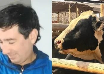 Tragedia en San Juan: un hombre se tropezó en un tambo y murió atacado por un toro