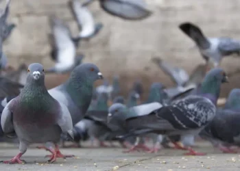 Una maestra adoptó una paloma de mascota que se cree perro y no se escapa porque está “enamorada” de su galgo