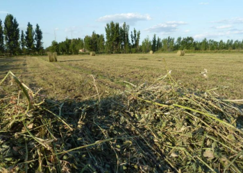 Desarrollo de la alfalfa en Mendoza: San Rafael suma el 40% de la superficie cultivada