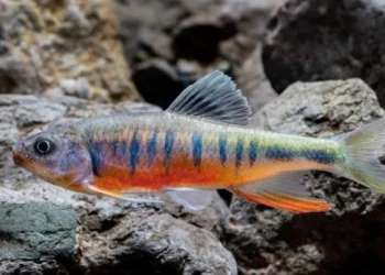 Descubrieron una nueva especie de pez en el este de China