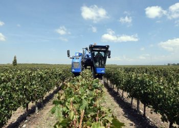 Solo el 7% de la cosecha de uvas en San Rafael se realiza de manera mecánica