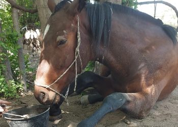 Tras la violenta muerte de una yegua en Villa Atuel impulsan sanciones más fuertes contra la crueldad animal