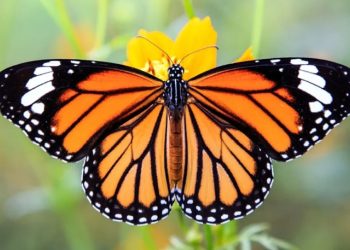 Ante el calentamiento global, científicos buscan salvar a las mariposas monarca