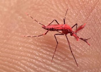 Qué son los nuevos mosquitos rojos que crearon para combatir el dengue y por qué no hay que matarlos