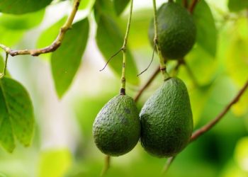 La clave para que tu árbol de palta crezca rápidamente: Solo necesitás un ingrediente de cocina