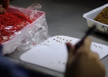 Bichos rojos y bolsas misteriosas: la técnica que inspiró un nuevo método contra el dengue en Mendoza