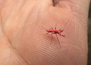 “Si ven estos mosquitos, no los maten”: cómo funciona el ensayo del Iscamen contra el dengue