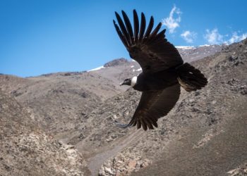 “Ojos de Fuego” el cóndor rescatado en El Sosneado ya vuela libre