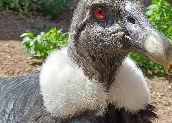 “Ojos de Fuego” el cóndor rescatado en El Sosneado ya vuela libre