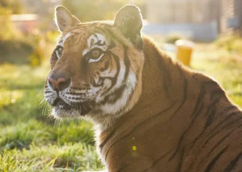 Qué se sabe de la tigresa Lucy a una semana de haber llegado al santuario en Estados Unidos