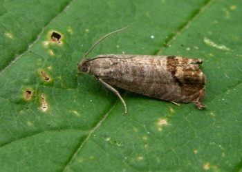 Grafolita: Productores sureños deben terminar los tratamientos antes del 6 de octubre