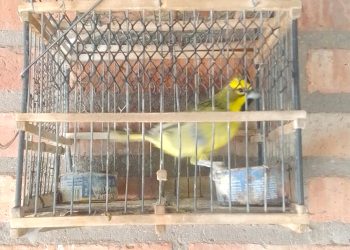 Un aprehendido en General Alvear por vender aves protegidas