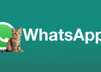 WhatsApp: paso a paso, cómo poner la foto de tu gato como el logo de la aplicación