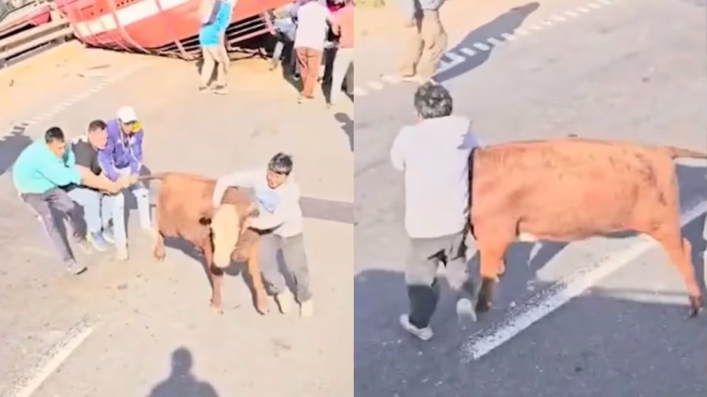 Un camión volcó en la ruta 9 y los vecinos se organizaron para faenar a las vacas: “Nos vamos a comer un re asado, gordo”