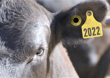 El gobierno nacional reemplaza la “marca a fuego” para el control del ganado con un sistema electrónico: cómo va a funcionar