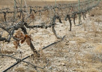 En 25 años San Rafael perdió 7 mil hectáreas con viñedos