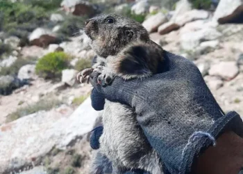 Cómo es la nueva especie de roedor tuco-tuco descubierta en el Valle de Uco
