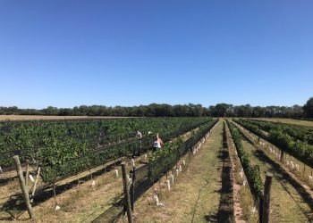 Puelén: el departamento pampeano que “exporta” uva a San Rafael