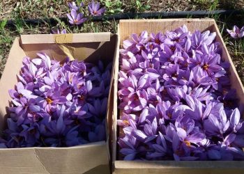 Capacitarán para promover el cultivo de azafrán en San Rafael