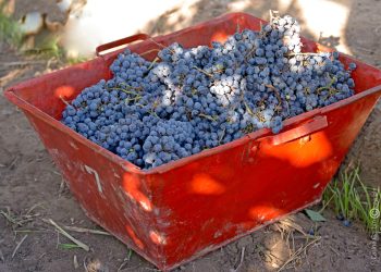 El 25% de las uvas cosechadas en San Rafael fueron elaboradas en otro departamento