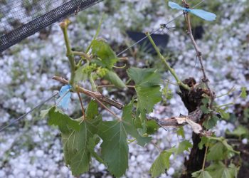 El 6 de noviembre se definiría el futuro de la lucha antigranizo