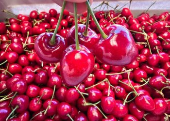 Cerezas: comenzó la temporada y hay una interesante producción local