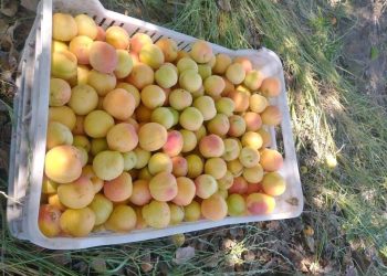 Aparecieron los primeros damascos y se comercializan desde $500 el kilo