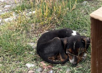 Capacitarán sobre cómo actuar ante casos de maltrato animal en San Rafael