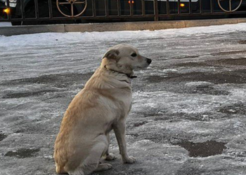 Perra espera hace varios días a su dueño que ahogó mientras cruzaba un río congelado