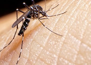 Cuáles son los 4 tipos de dengue que existen y cómo puedo saber cuál tengo