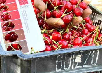 La temporada de cerezas en Mendoza: el desafío de competir con Chile y expandir mercados