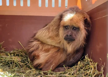 El Ecoparque seguirá trasladando animales, pero la duda son los que están en peligro de extinción