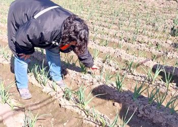 INTA Rama Caída capacita a productores en la cosecha de ajo para optimizar rendimientos