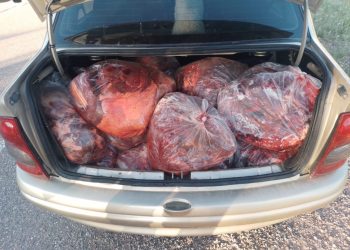 Faenó un caballo, llevaba 300 kilos de carne para vender en el baúl y lo detuvo la policía