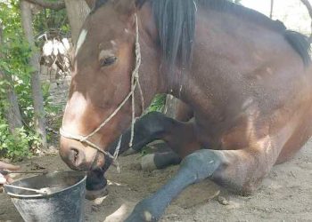 Proteccionistas marchan hoy pidiendo justicia por la yegua asesinada a golpes “Ágata”