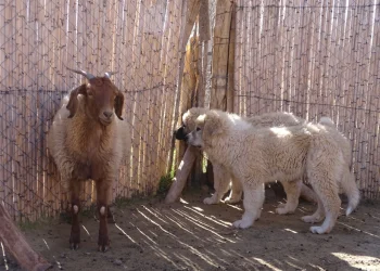 Perros pastores: ya hay 30 canes distribuidos entre productores del secano