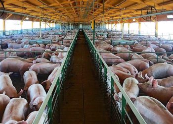 El mercado de la carne de cerdo: entre el crecimiento y los desafíos de la producción