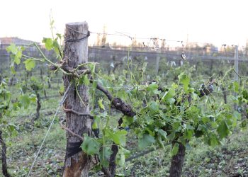 Granizo: Piden informes sobre zonas afectadas y acciones para mitigar los daños