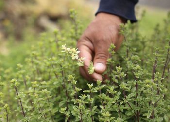 San Rafael posicionado entre los productores de “aromáticas” de Mendoza