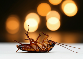 Adiós al veneno: cómo evitar que las cucarachas invadan tu casa con dos ingredientes de cocina