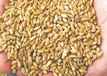 Commodities: los precios avanzaron un 4,2% en noviembre por impulso de hidrocarburos y alimentos