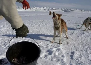 Dinamarca destinará 1.300 millones de euros para la seguridad en Groenlandia tras el interés de Trump en la isla