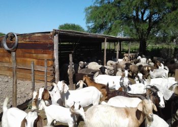 Buenos resultados de “cobertizos” y “boyeros” para mejorar la productividad en la ganadería caprina